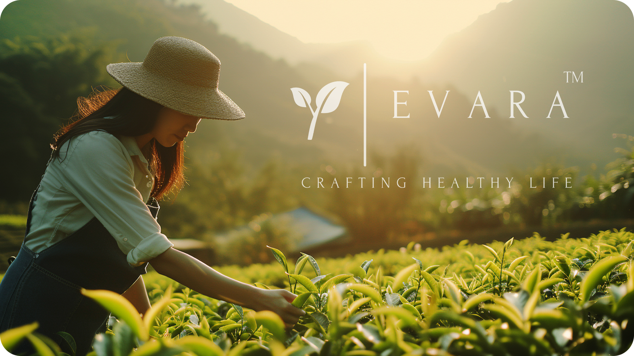 Why You Should Make the Switch to Evara Organic Tea?